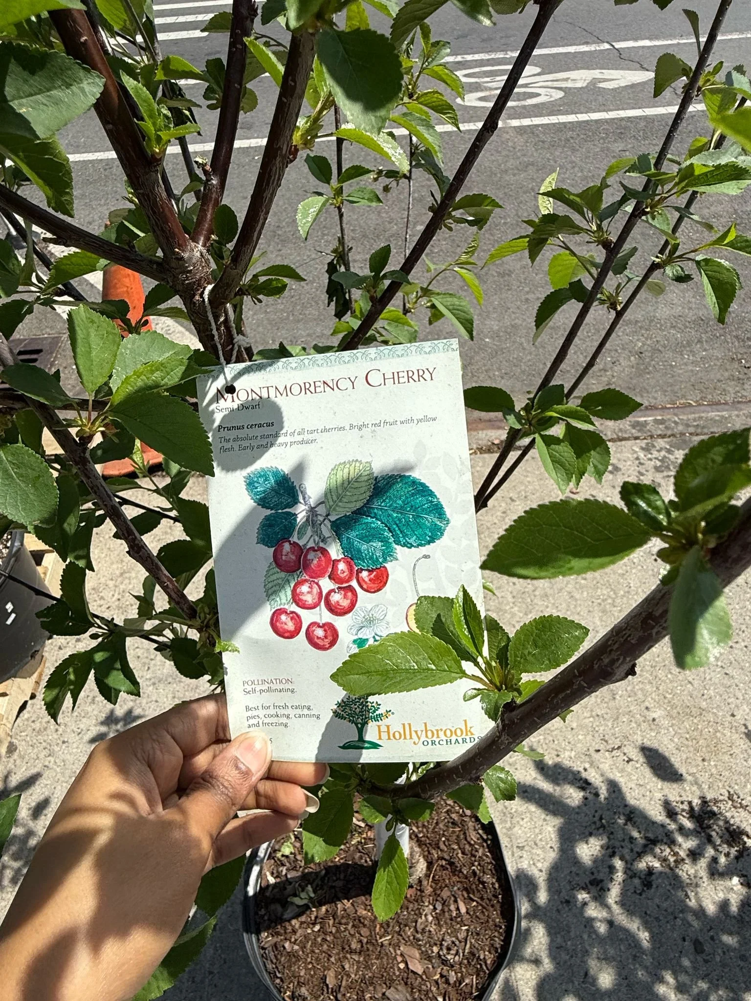 Outdoor Plants, Trees & Flowers | Natty Garden